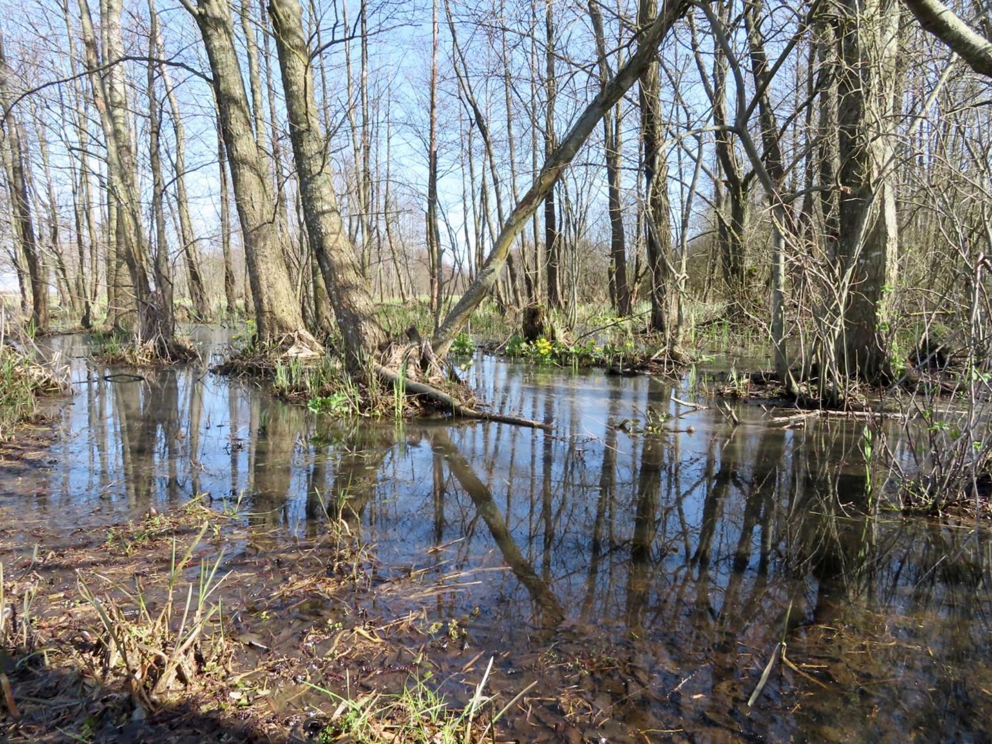 Noclegi Nad Biebrza Stara Szkola Wrocen Luaran gambar